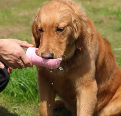 Dual-Use Travel Pet Hydrator